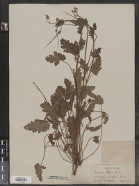 Image of Erodium botrys