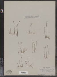 Myriophyllum tenellum image