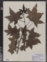 Liquidambar styraciflua image