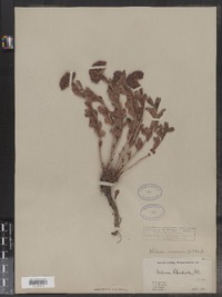 Rhodiola rosea image