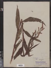 Polygonum lapathifolium image