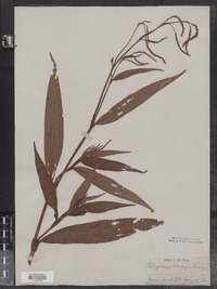 Polygonum careyi image