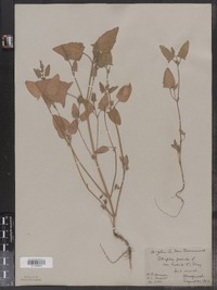 Atriplex patula image