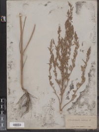 Chenopodium album image