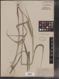 Elymus virginicus image