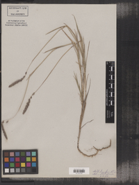 Muhlenbergia glomerata image