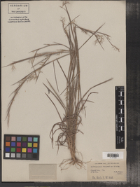 Schizachyrium scoparium var. scoparium image