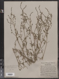 Atriplex patula image