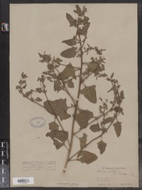 Atriplex patula image