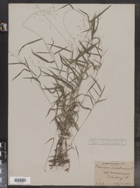 Dichanthelium dichotomum var. dichotomum image