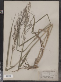 Panicum virgatum image