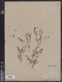 Fumaria officinalis image