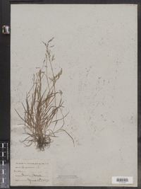 Poa annua image