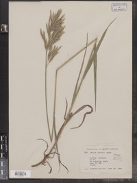 Bromus inermis image