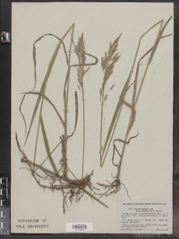 Bromus inermis image