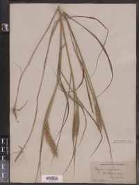 Elymus virginicus image