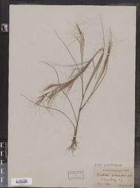 Aristida tuberculosa image