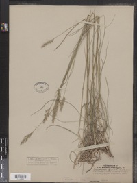 Danthonia spicata image