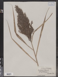 Phragmites australis image