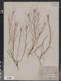 Distichlis spicata image