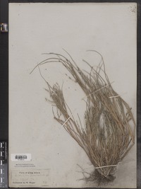 Leptochloa fusca ssp. fascicularis image