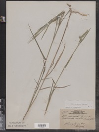 Muhlenbergia glomerata image