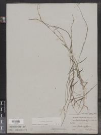 Muhlenbergia schreberi image