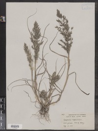 Eragrostis cilianensis image