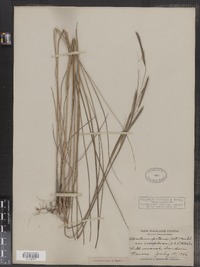 Spartina patens image