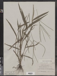 Digitaria sanguinalis image