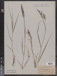 Calamagrostis canadensis image