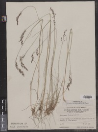 Deschampsia flexuosa image