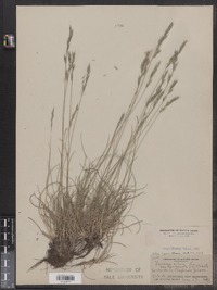 Festuca ovina image