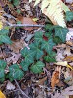 Hedera helix image