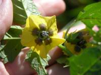 Physalis philadelphica image