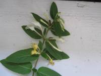 Lonicera japonica image