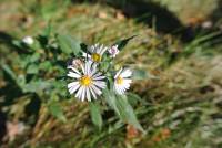 Symphyotrichum puniceum image