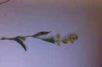 Solidago odora image