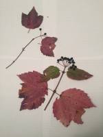 Acer rubrum image