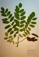 Gleditsia triacanthos image