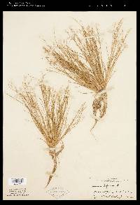 Juncus bufonius image