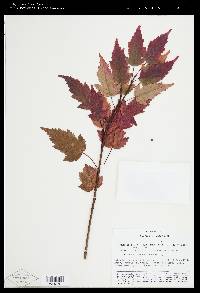 Acer ginnala image