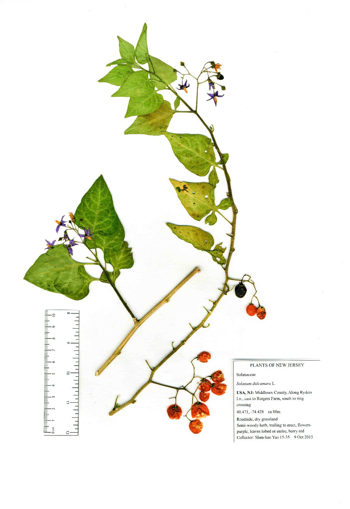 Solanum dulcamara image