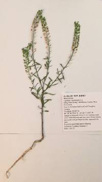 Lepidium virginicum image