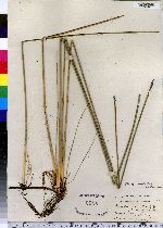 Eleocharis palustris image