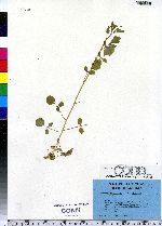 Cardamine parviflora image