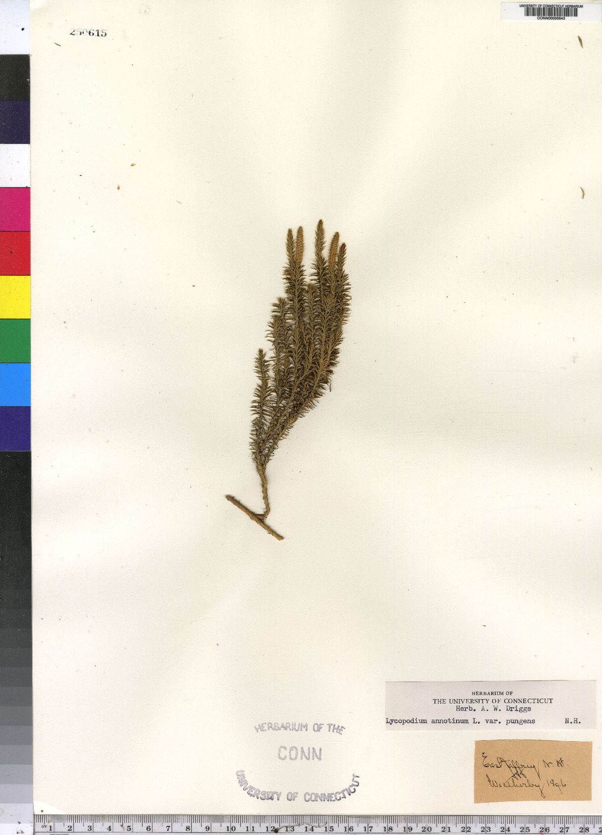 Lycopodium annotinum image