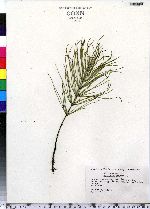 Equisetum arvense image