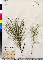 Equisetum arvense image