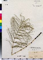 Equisetum arvense image